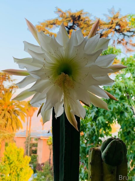 Brunabyers akt pornostar archiv