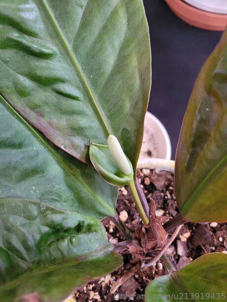 U213919435 heiße kostenlose fotos