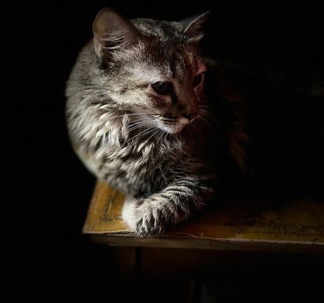 ebenholzstrumpfhosen onlyfans freie foto