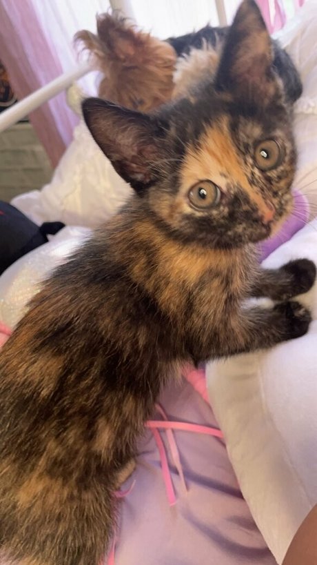 cuckold onlyfans schöne perfekte galerien