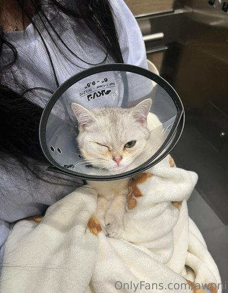 awnni erwachsene freie bilder