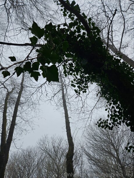 Agostinha Red erwachsene exklusive bilder