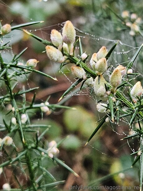 Agostinha Red freie kunst foto