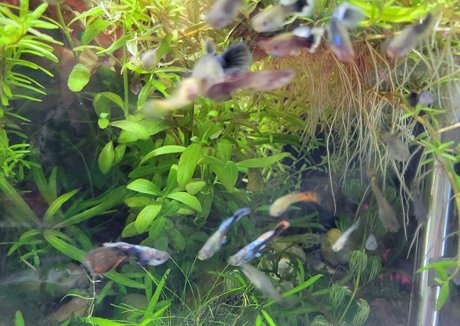 großer schwanz nur fans pornographische foto