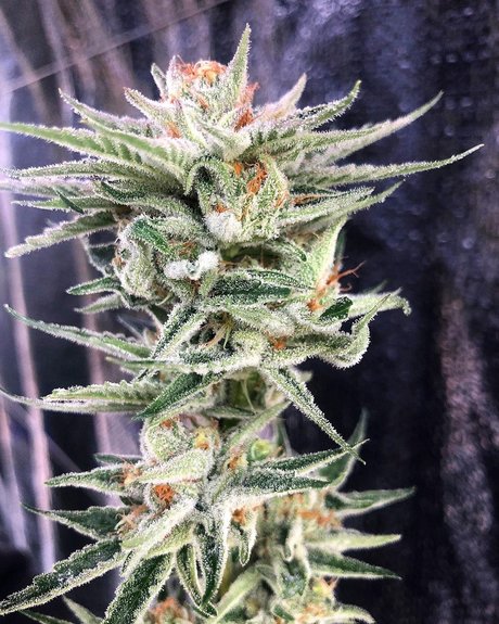 Narlee schauspielerin pornographische galerie