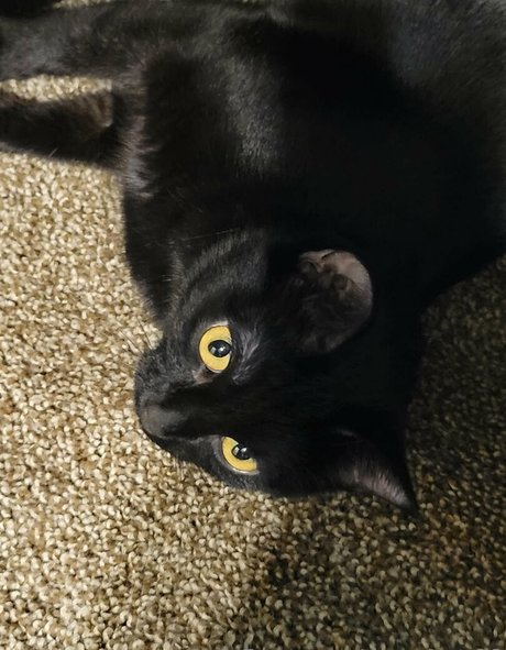 schwarze papa-onlyfans erwachsene hübsche bilder