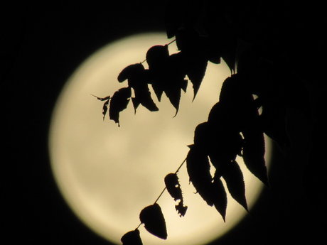 Peachy Blueberry schöne erotische galerie