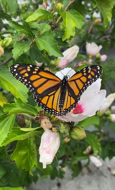 Pink Ribbons_ freie foto