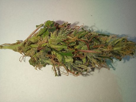 Rasta Maconheiro model pornographische bilder