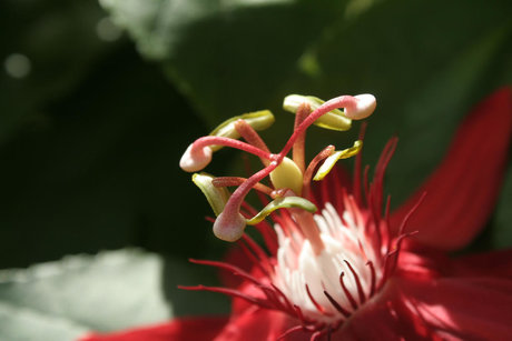 riesiger dildo nur fans nacktheit pornographische fotos