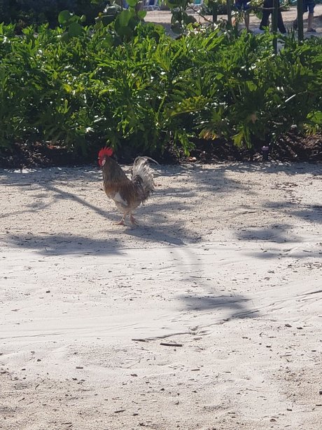 MeetMyMeat hd kunst galerien