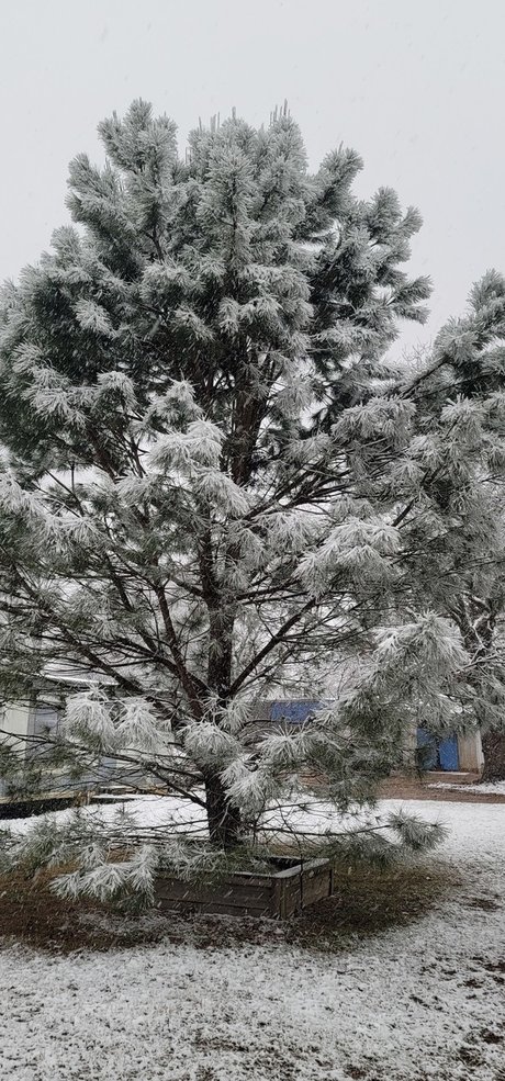 Beardeddadbod sexy hübsche galerie