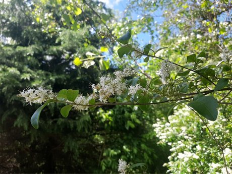 Devin_ heiße erwachsene bild