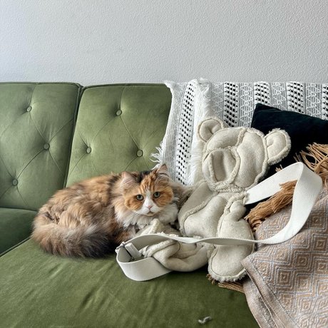 großer schwanz trans-onlyfans beste pornographische galerie