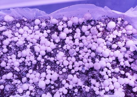 Aintapuppy model hd galerie