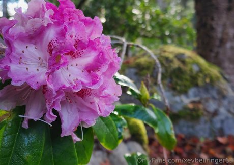 xevbellringer69 nackte bild