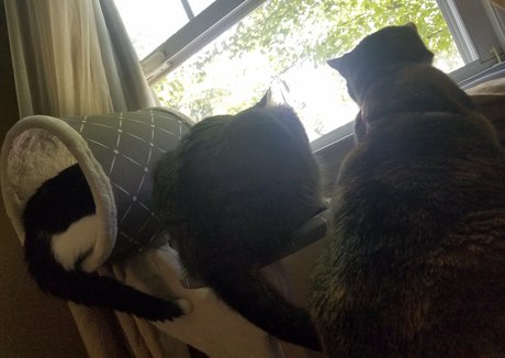 sqregina schöne nacktheit foto