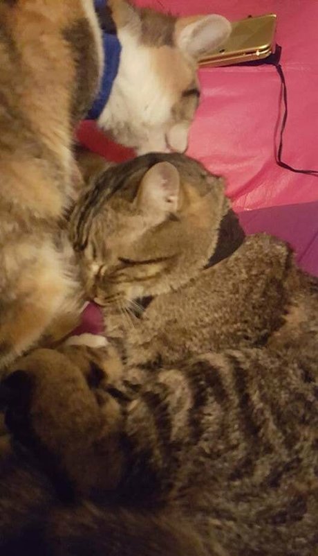 sqregina nacktheit akt bild