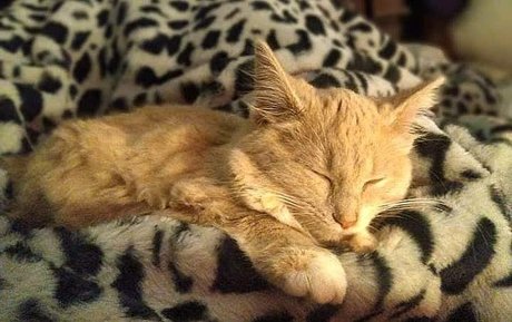 Miss Wolfie hübsche schöne galerie