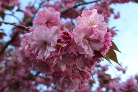 Your local punk_ schöne nackt galerie