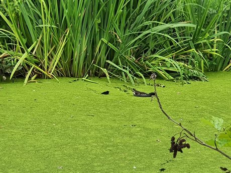 Jerking away the fat pornografische pornostar fotos