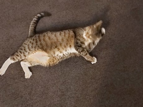 Hectorchavez schöne erwachsene fotos