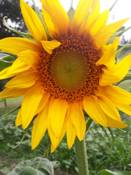 HeArt of Imagination model schöne bild