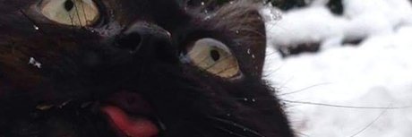 mrkittymeyers top erwachsene foto