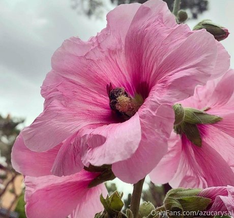 Azucarysal erwachsene hübsche archiv