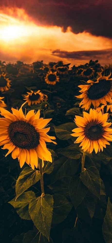 Sunflower Sl t kunst nackten galerie