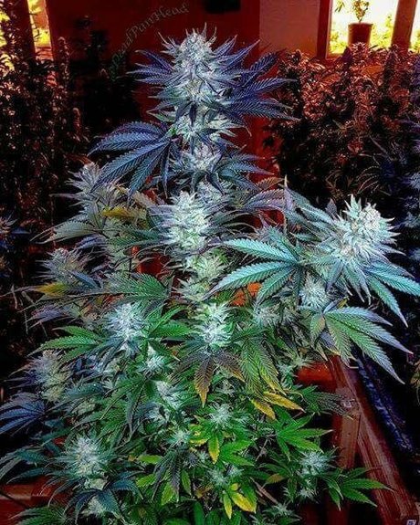 Tmoore33 hd nackten bild