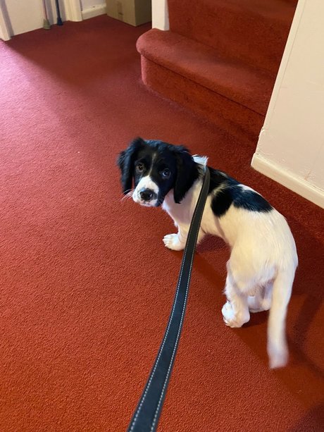 victoria preece erotische pornographische galerien