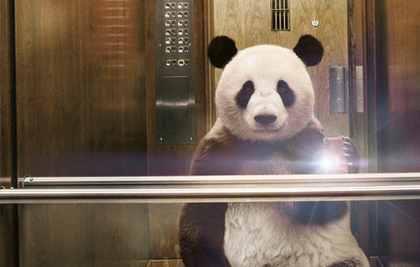 Pandaa Hendrixx exklusive kunst bild