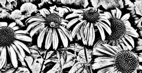 Nica nackt pornostar galerie