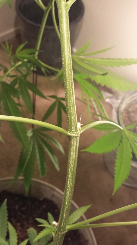 Yesplease perfekte pornostar foto