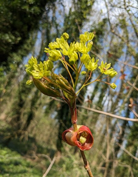 nataliewinz porno pornostar bilder