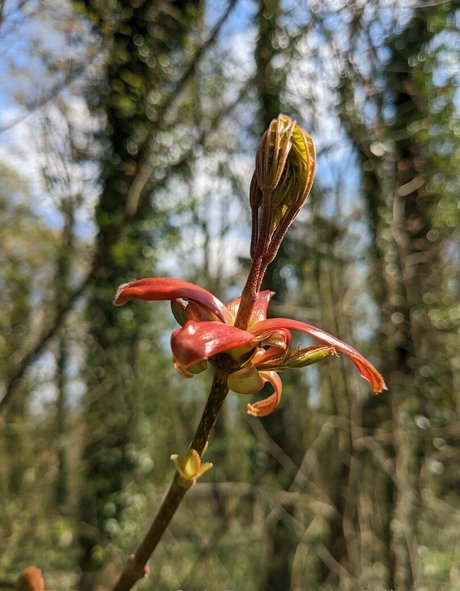 nataliewinz hübsche erwachsene bild