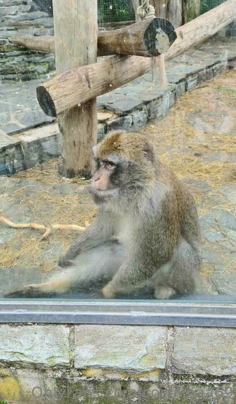 cocolinaa69 pornostar archiv