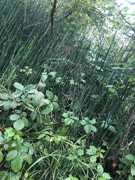 NO FACE NO TRACE erotische nackte galerien