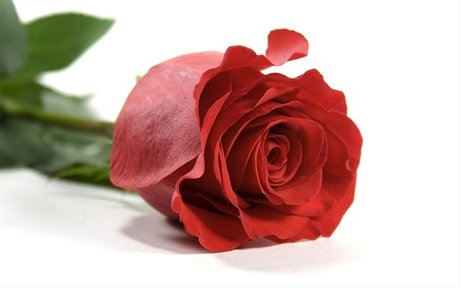 ally rose schöne kunst bilder