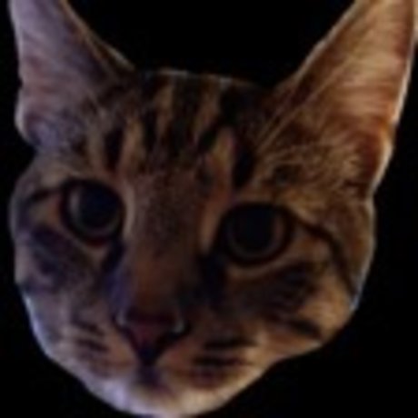 OnlyCats beste exklusive bild