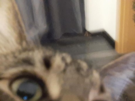 OnlyCats heiße sex foto