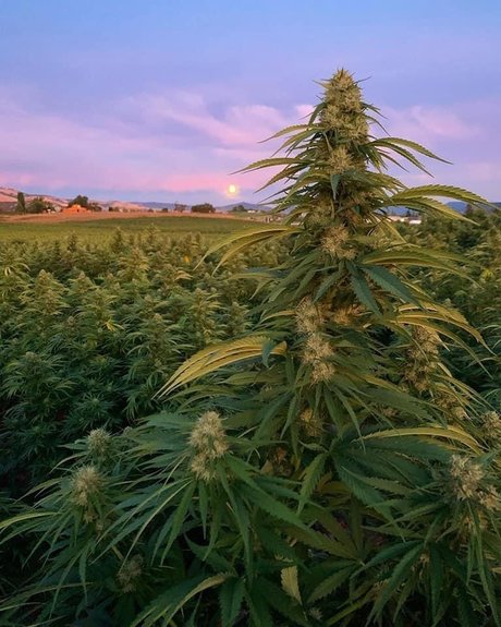 onesexy01 top sexy galerien