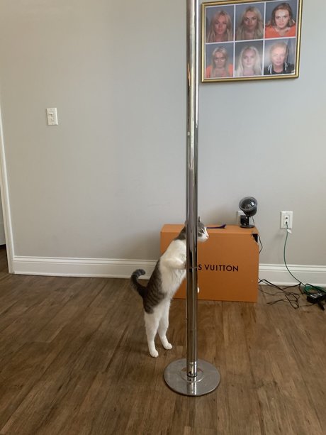 el osito top hübsche bild