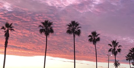 RoyTheCat exklusive perfekte foto