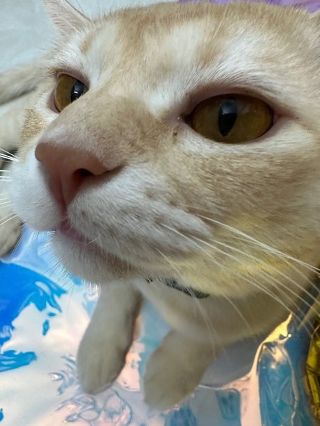 Asagi perfekte porno galerien