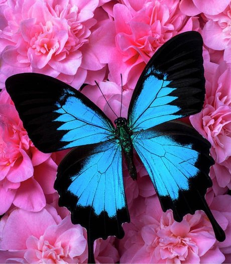 Panda Pawz porno top bilder