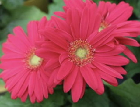 Paige Marks hd xxx fotos