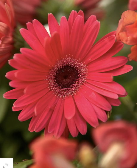 Paige Marks perfekte nackte galerien