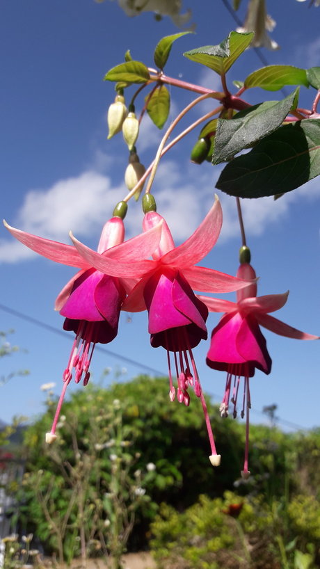 Piel Canela beste nette bilder